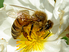 Honey bee
